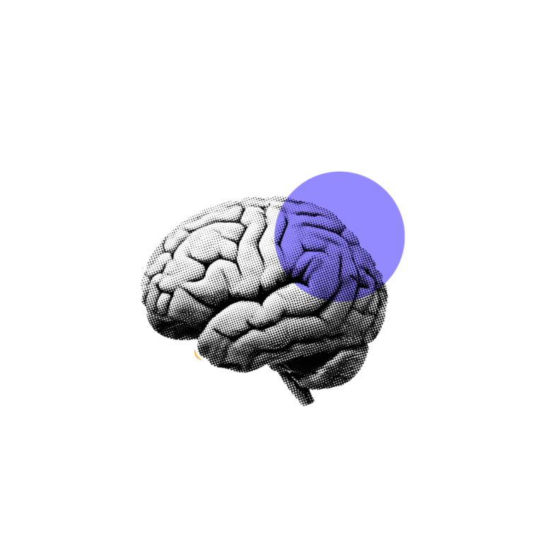 Um universo escondido em 1 milímetro de cérebro humano