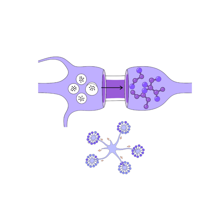 Os segredos microscópicos da memória: quando um neurônio fala com vários ao mesmo tempo